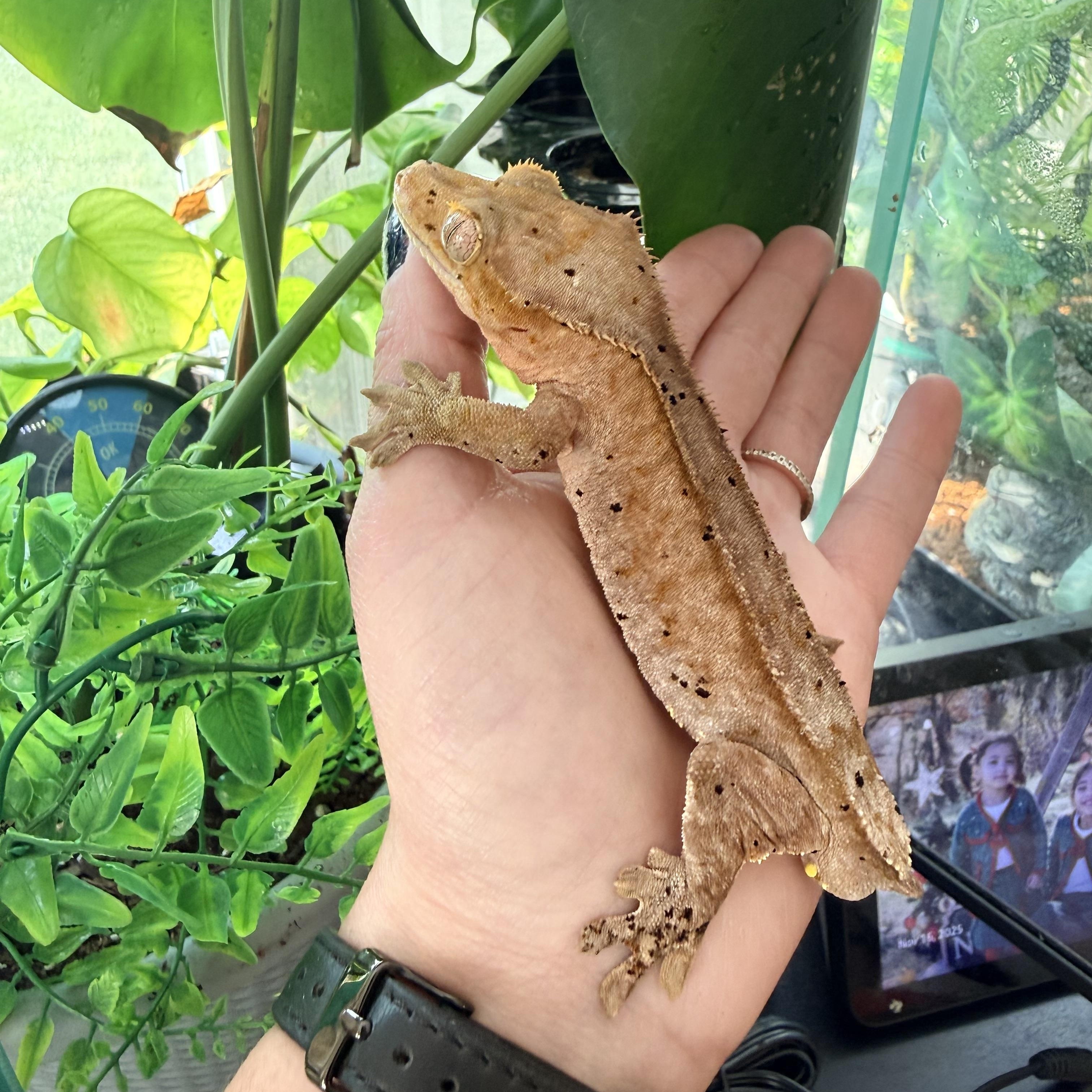 Lemon, adopted, Adult Male Gecko.
