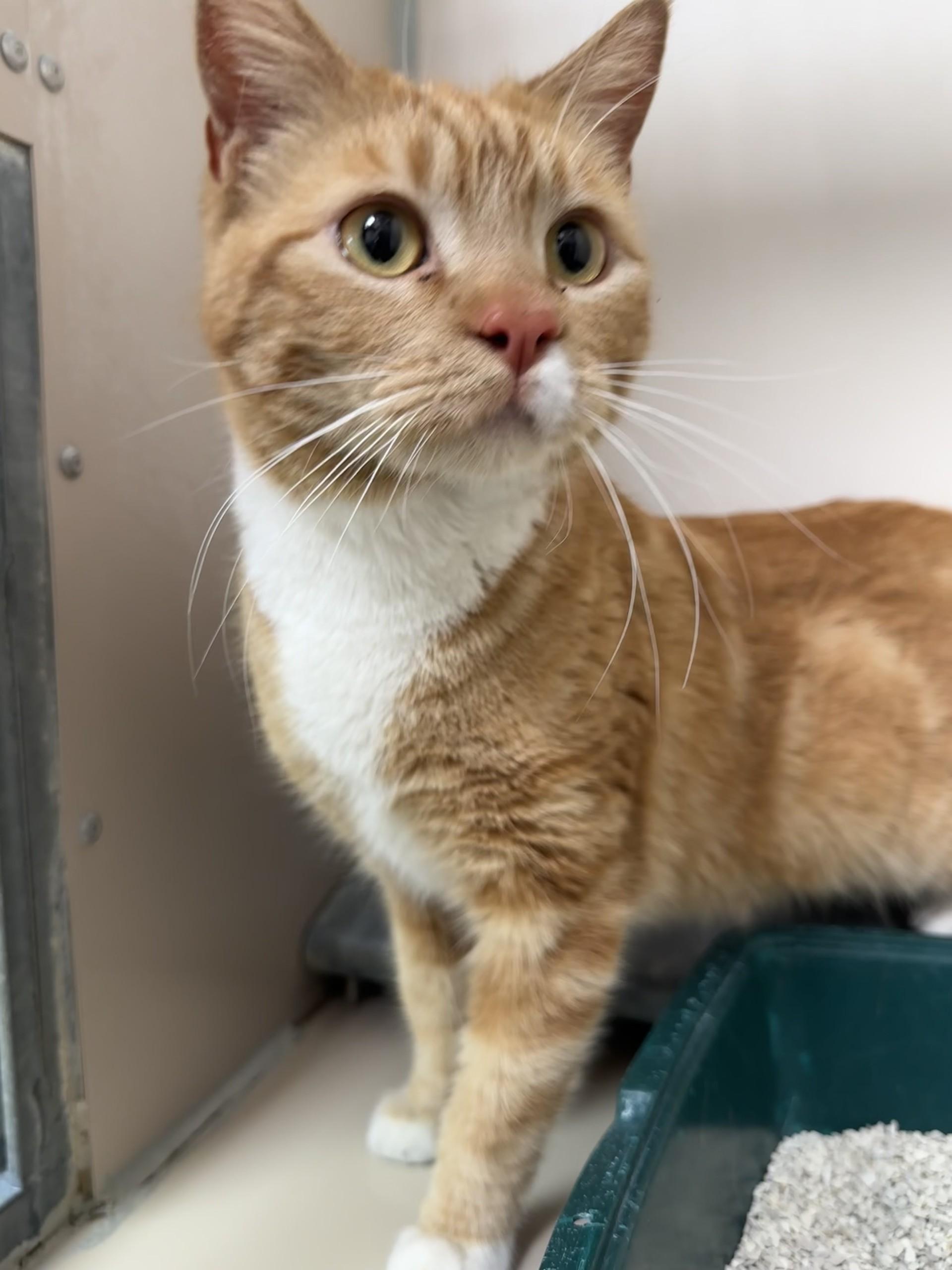 Enlarge 60703757, a ADOPTABLE Domestic Short Hair in Elko, NV image 1/1