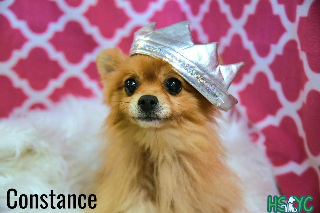 Constance thumbnail 4