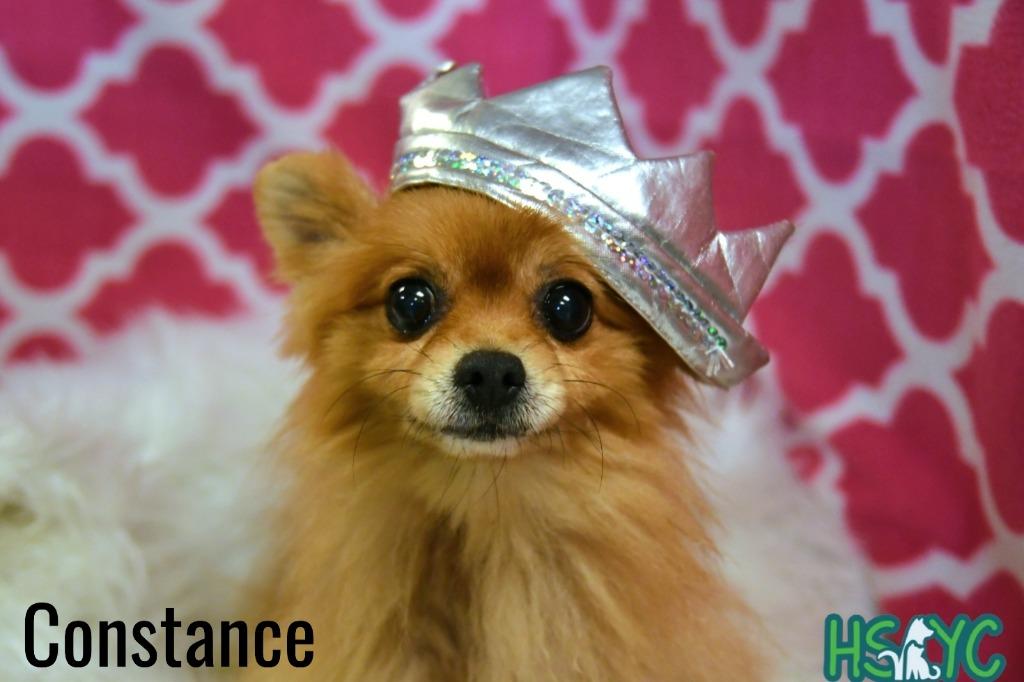 Constance thumbnail 5