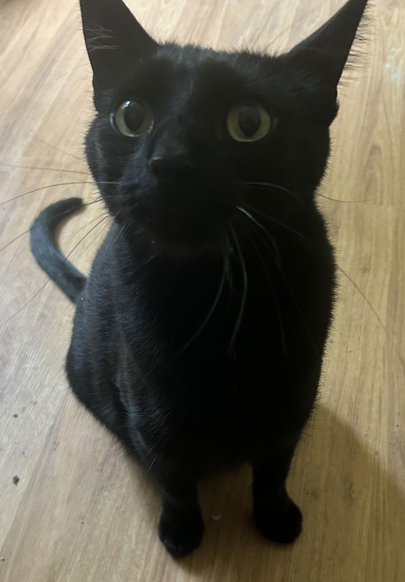 Felix, a Adoptable American Shorthair in O'Fallon, MO image 1/2