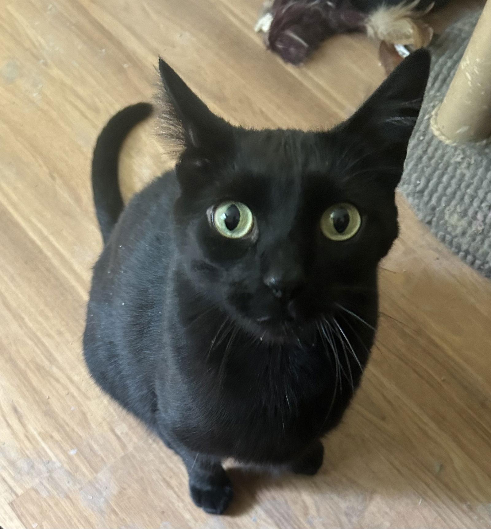 Felix, Adoptable, Adult Male American Shorthair.