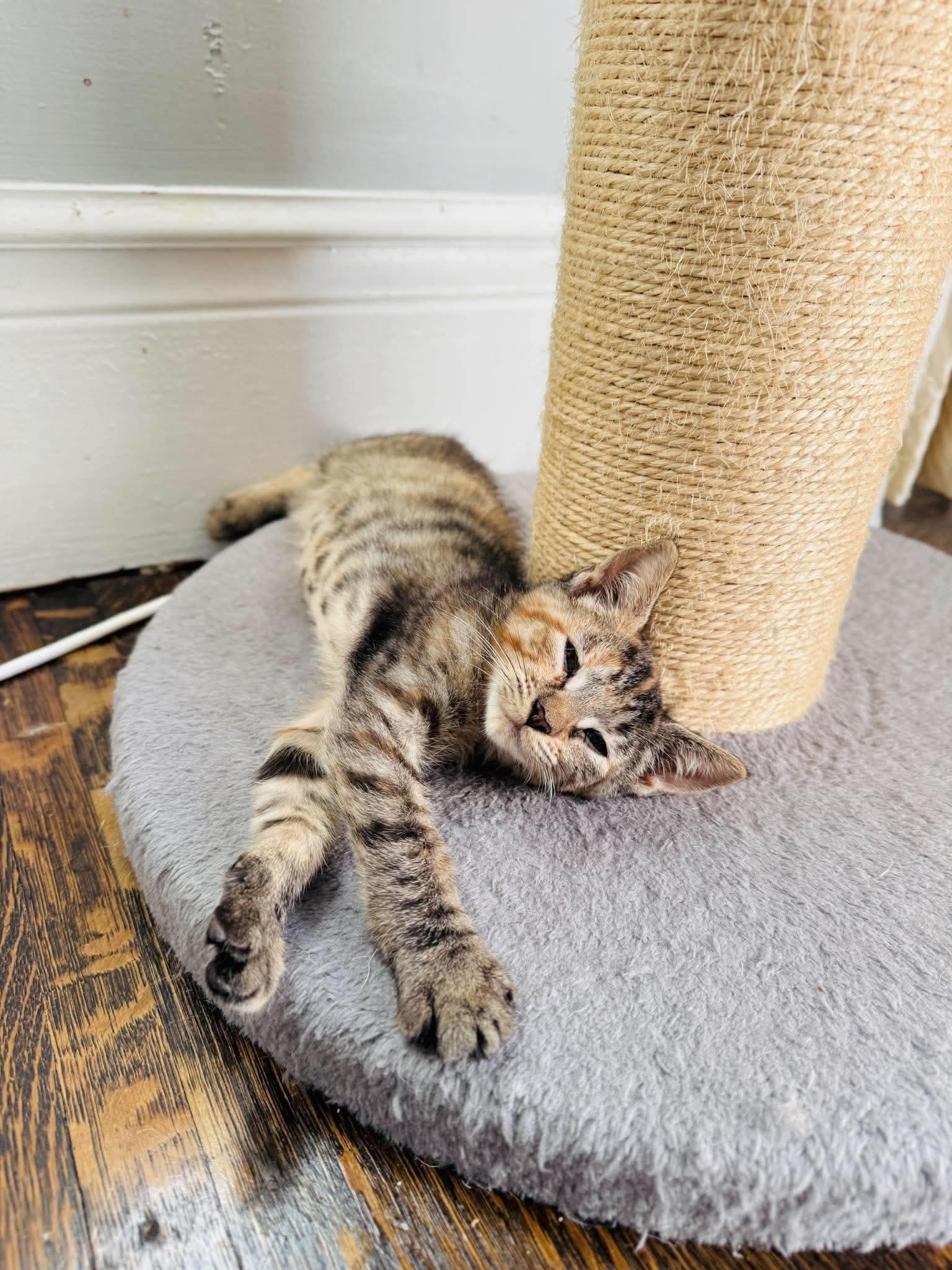 Enlarge Quack, a Adoptable Torbie in Rochester , NY image 3/6