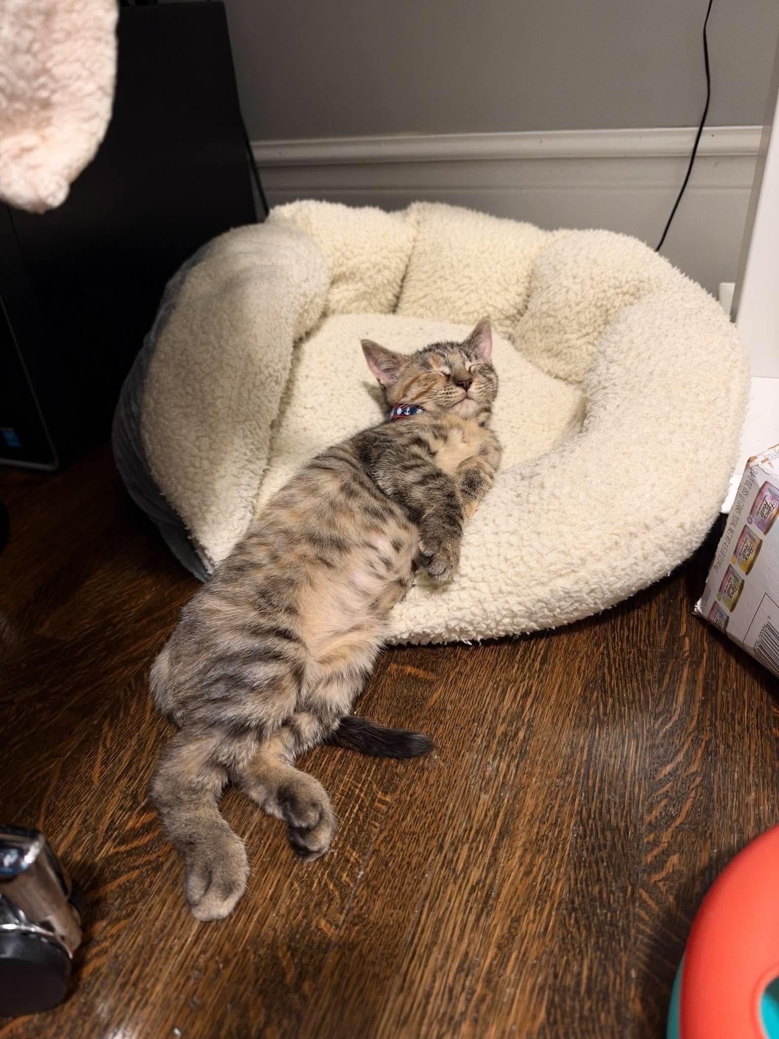 Enlarge Quack, a Adoptable Torbie in Rochester , NY image 6/6