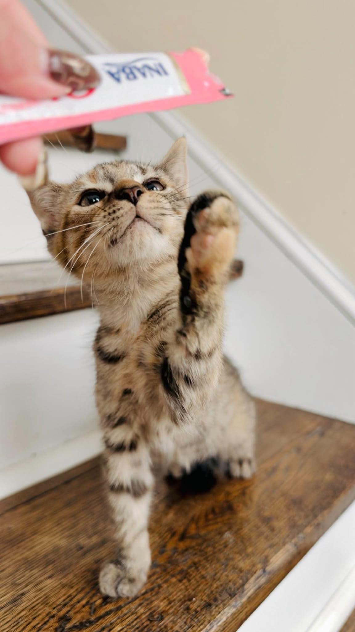 Enlarge Quack, a Adoptable Torbie in Rochester , NY image 2/6