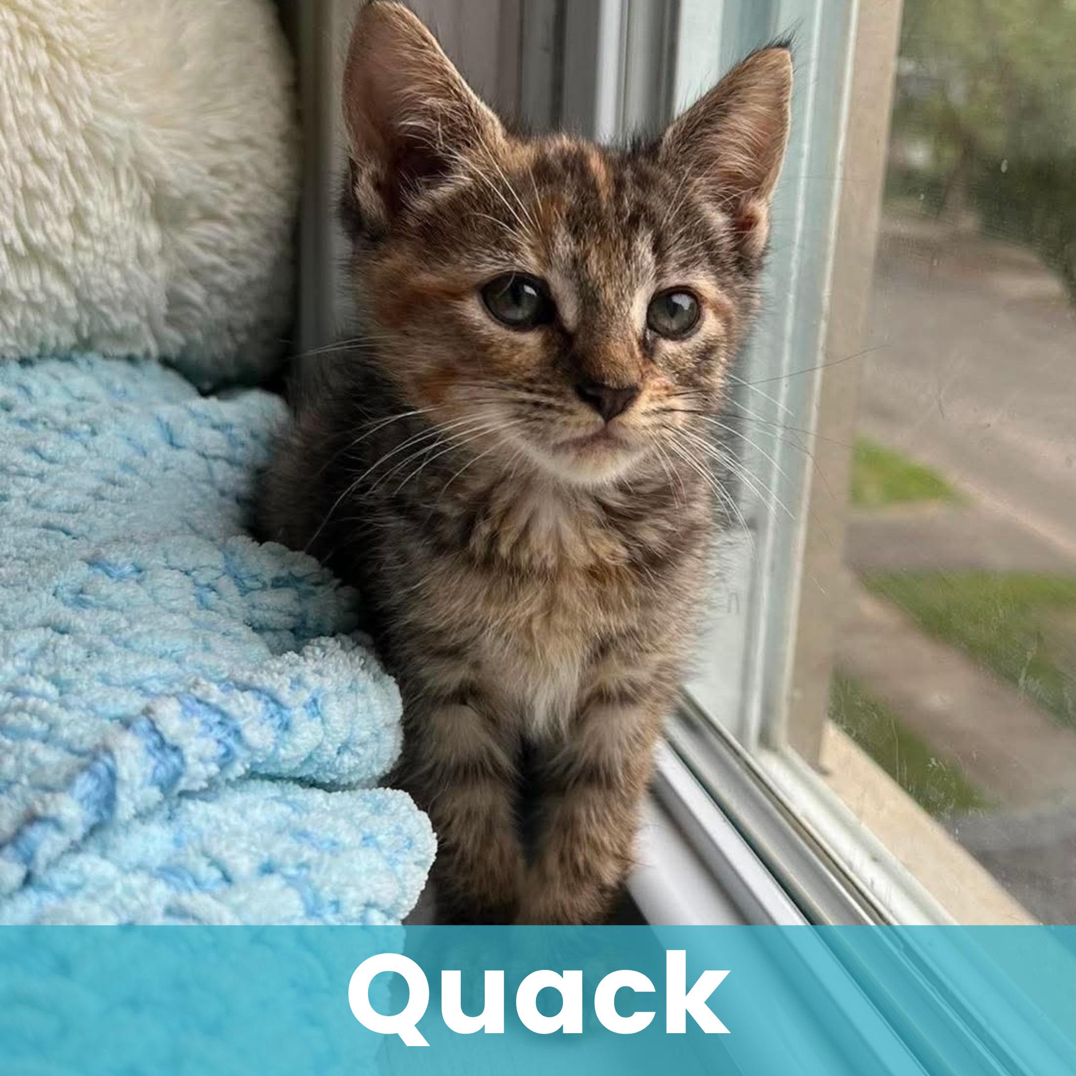 Quack, Adoptable, Kitten Female Torbie.