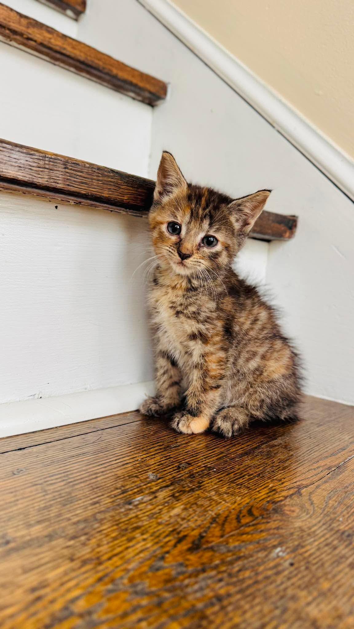 Enlarge Quack, a Adoptable Torbie in Rochester , NY image 5/6