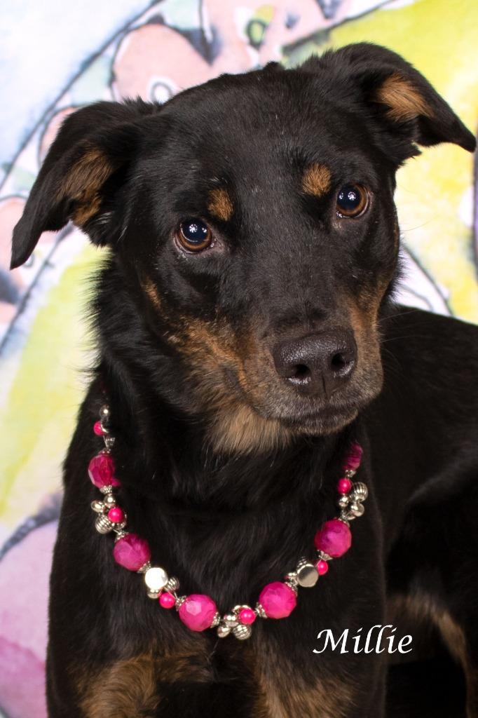Millie, Adoptable, Adult Female Doberman Pinscher & Shepherd.