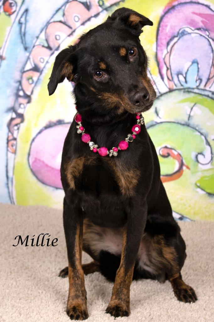 Millie, a Adoptable mixed breed in Gilbert, AZ image 2/3