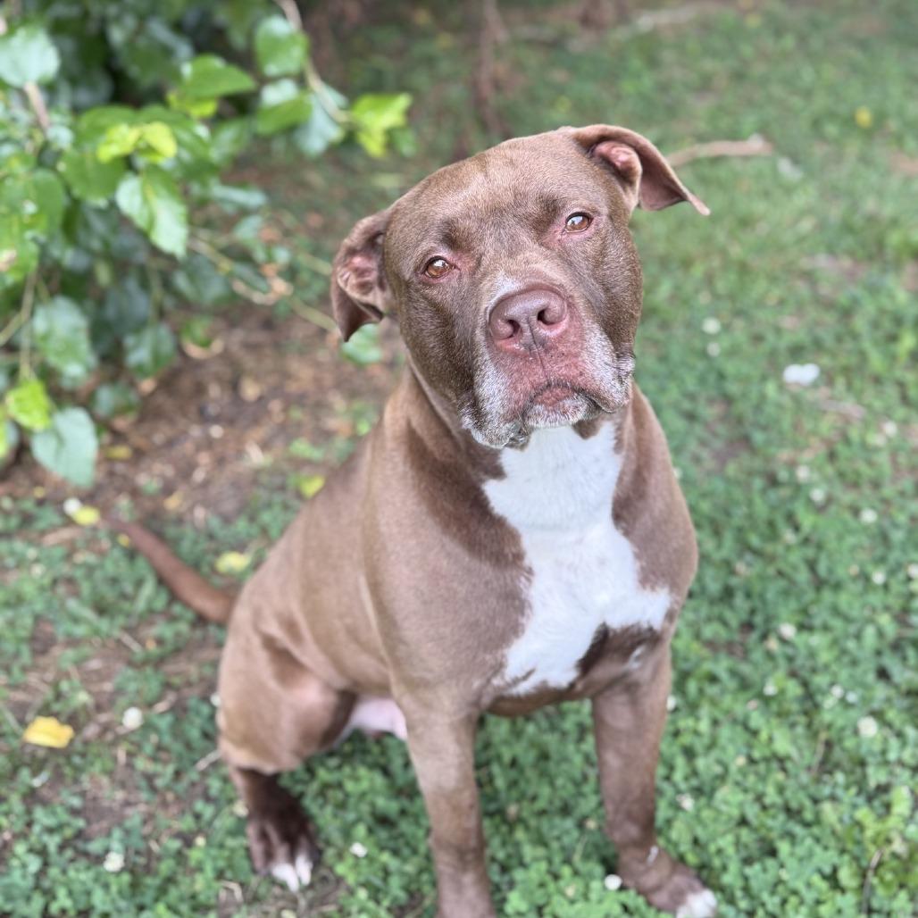 Enlarge Jax, a Adoptable Pit Bull Terrier in Ridgely, MD image 1/6