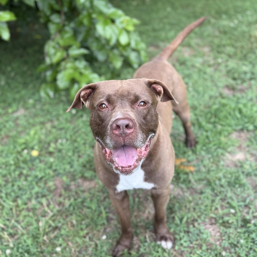 Enlarge Jax, a Adoptable Pit Bull Terrier in Ridgely, MD image 2/6