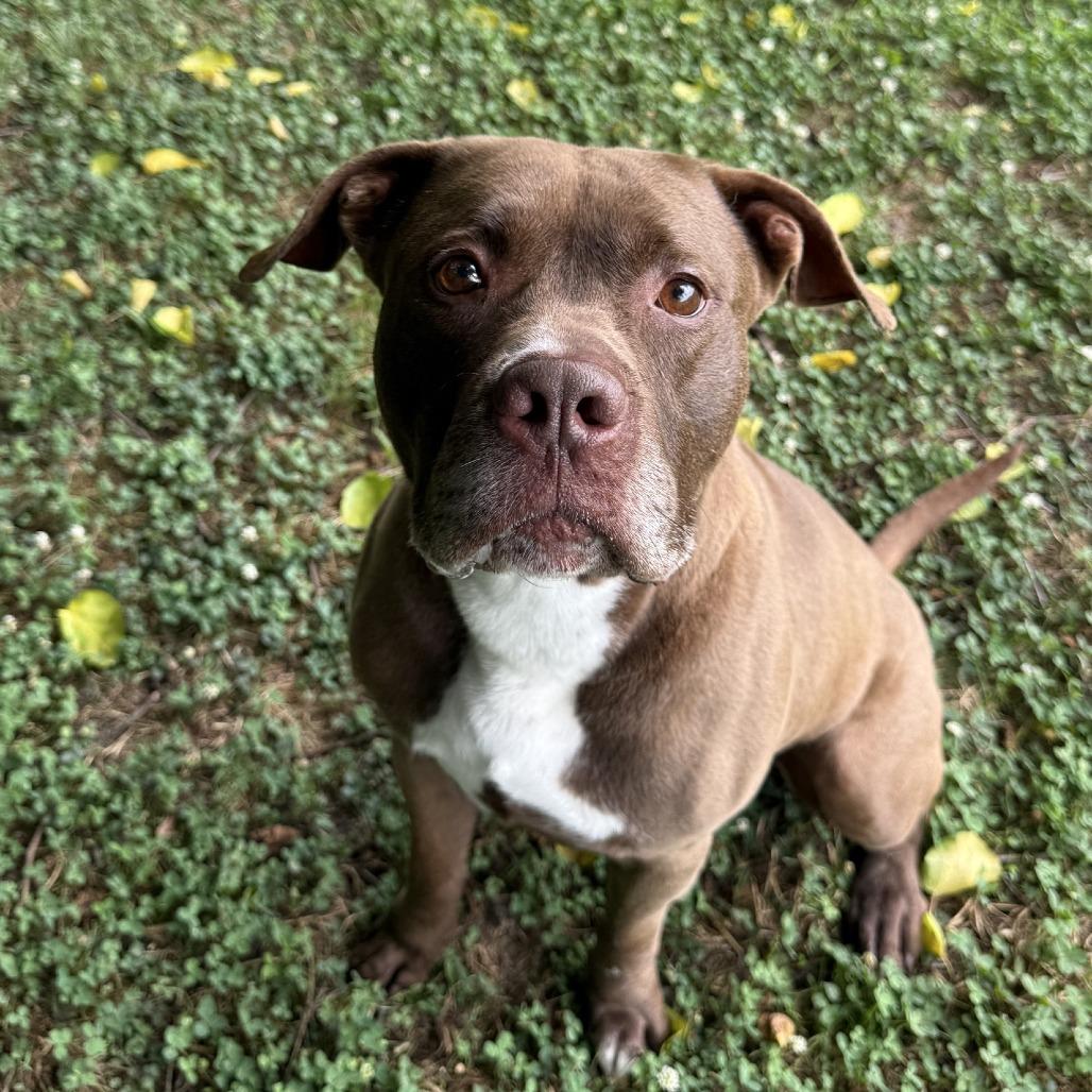 Enlarge Jax, a Adoptable Pit Bull Terrier in Ridgely, MD image 3/6