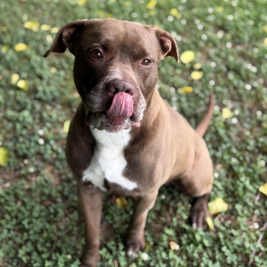 Enlarge Jax, a Adoptable Pit Bull Terrier in Ridgely, MD image 4/6