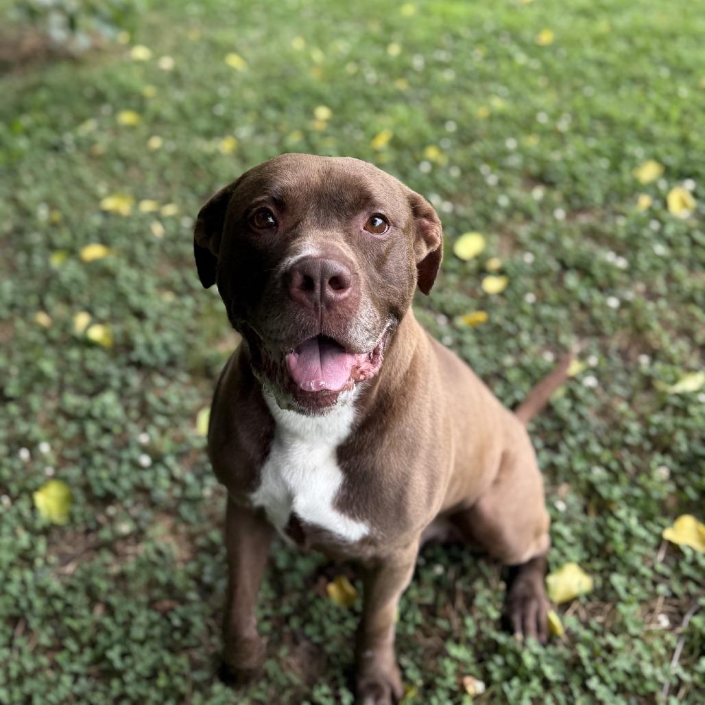 Enlarge Jax, a Adoptable Pit Bull Terrier in Ridgely, MD image 5/6