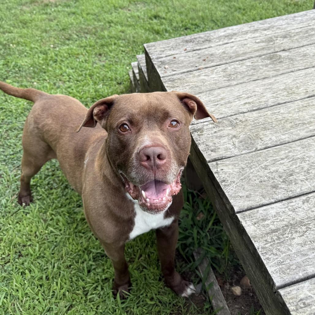Enlarge Jax, a Adoptable Pit Bull Terrier in Ridgely, MD image 6/6