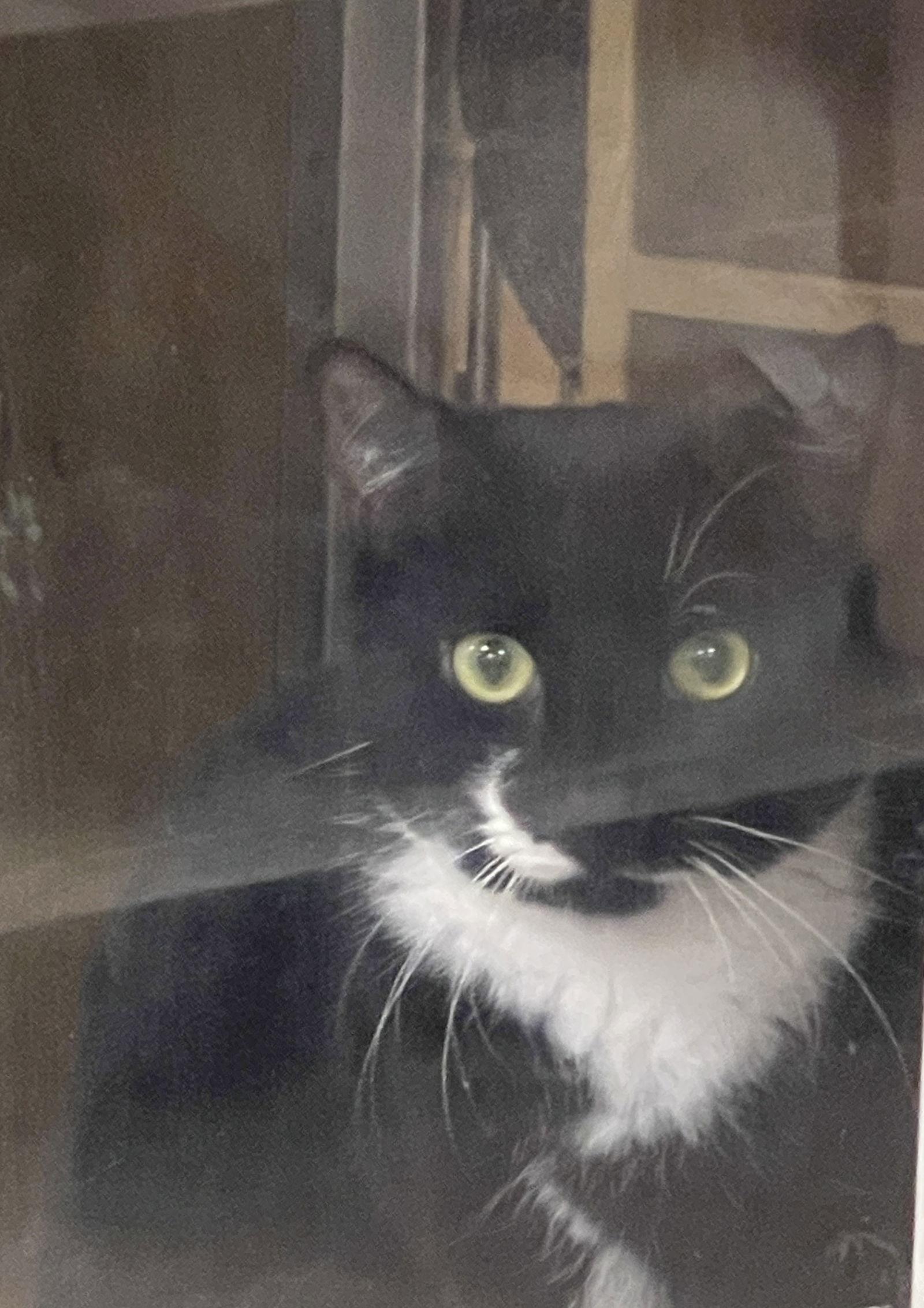 Roscoe, Adopted, Young Male Domestic Short Hair.