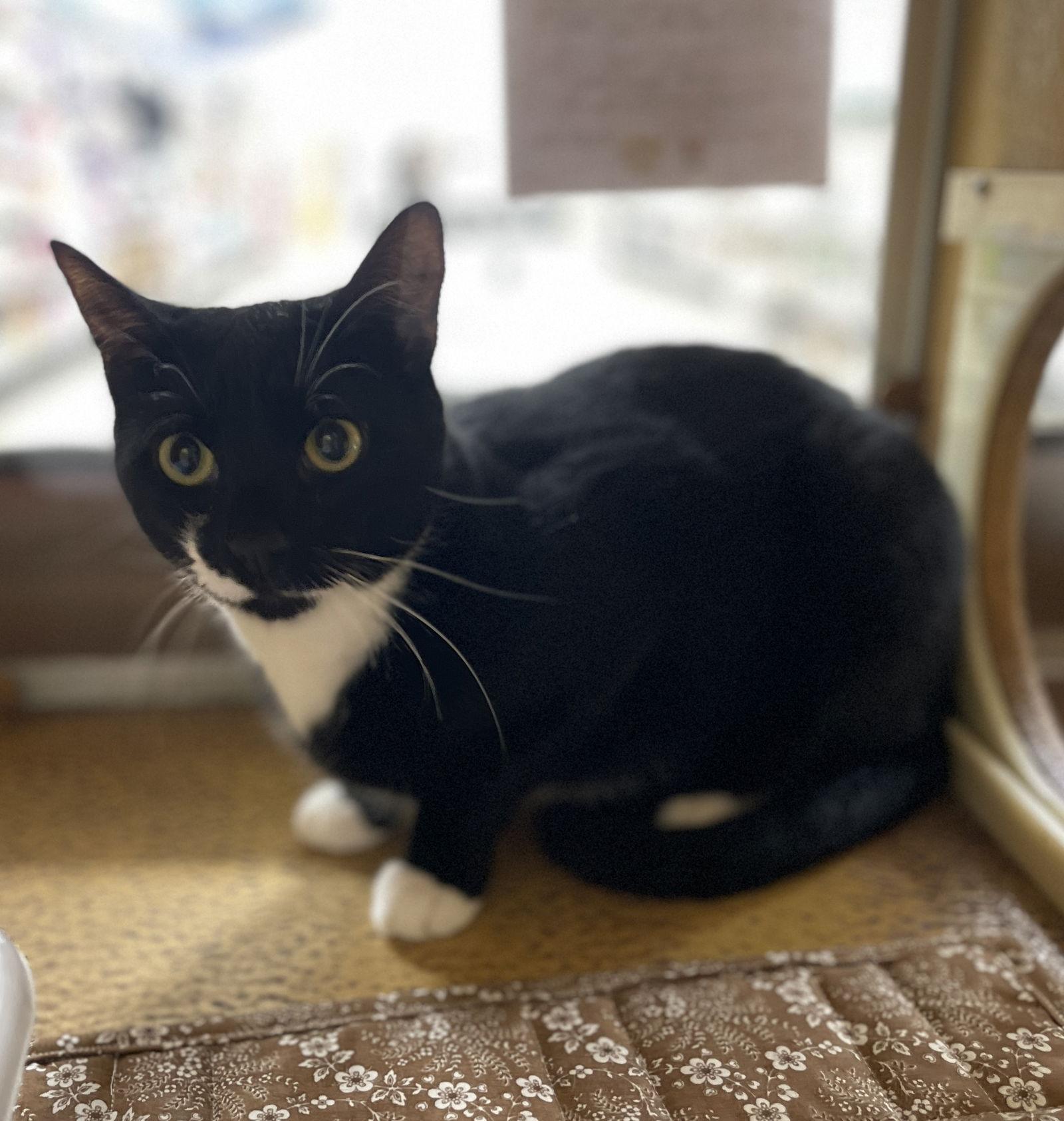 Enlarge Roscoe, a Adopted Domestic Short Hair in Mesquite, TX image 2/2