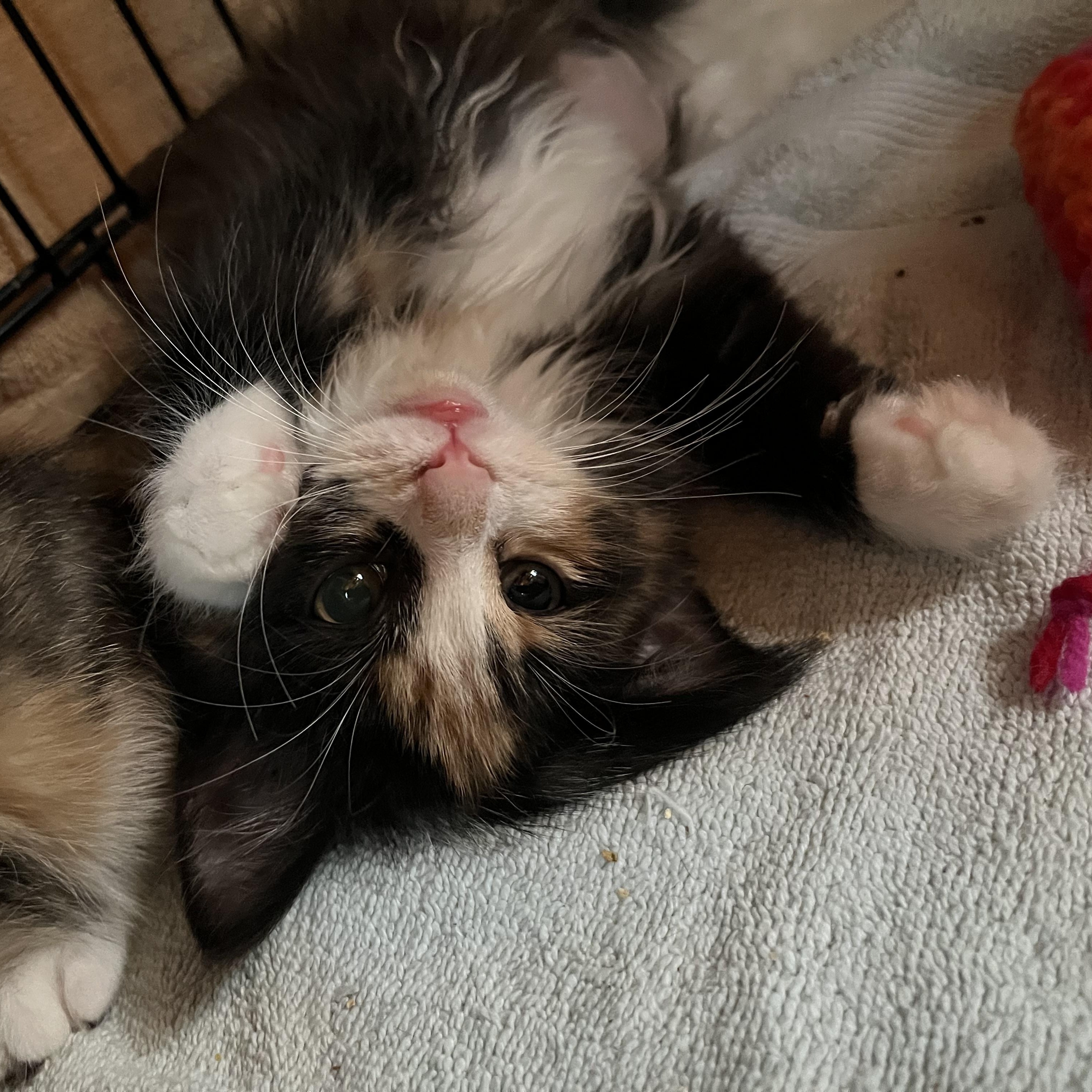 Enlarge Princess, an adopted Domestic Medium Hair in Salisbury, MA image 5/6