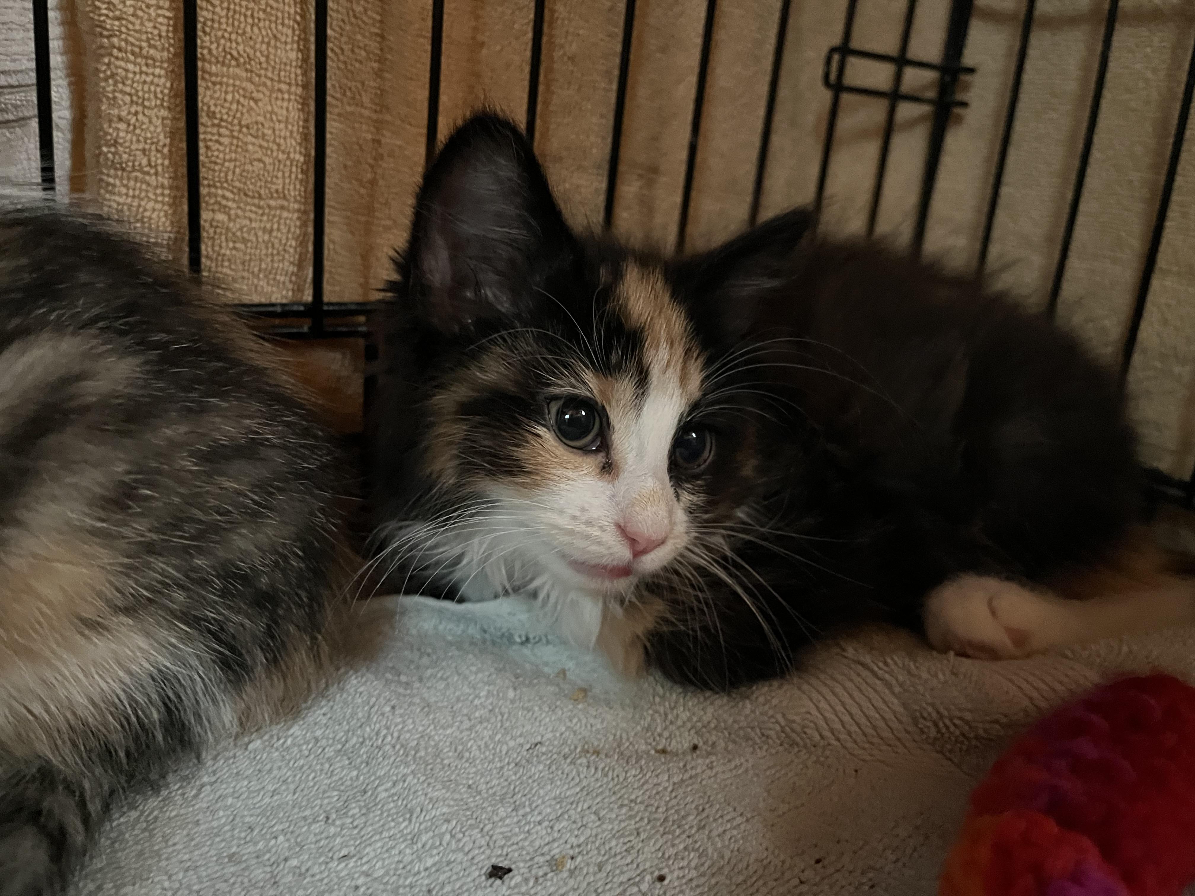 Enlarge Princess, an adopted Domestic Medium Hair in Salisbury, MA image 4/6