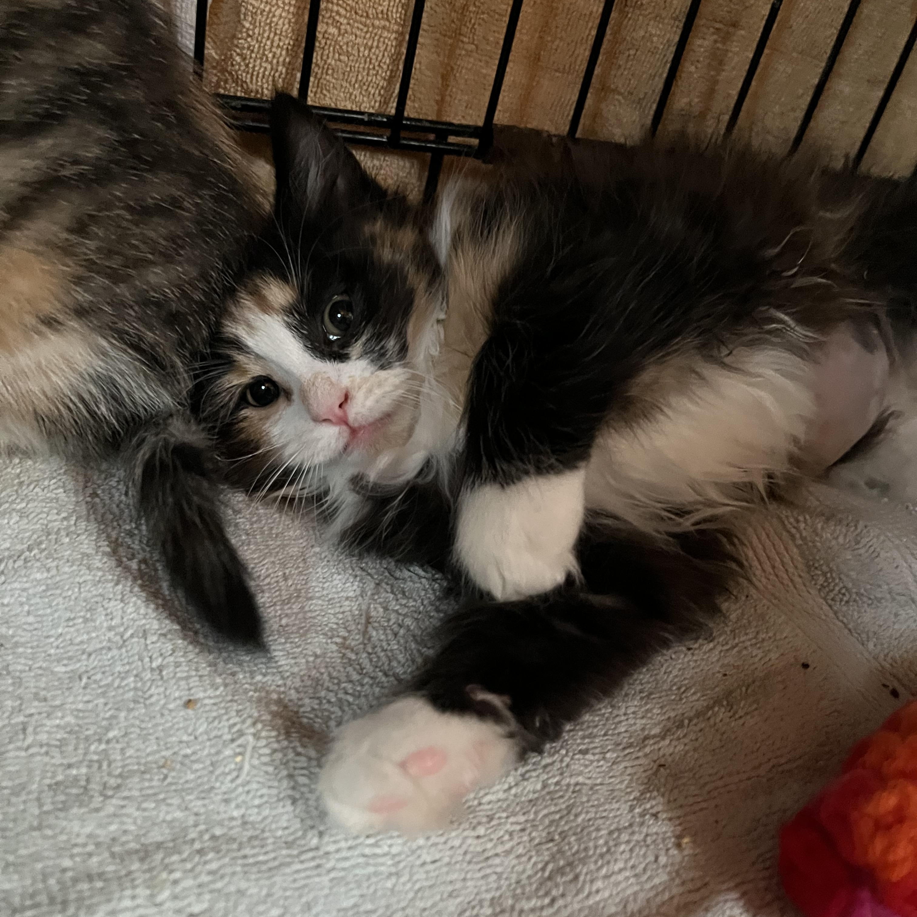 Enlarge Princess, an adopted Domestic Medium Hair in Salisbury, MA image 3/6