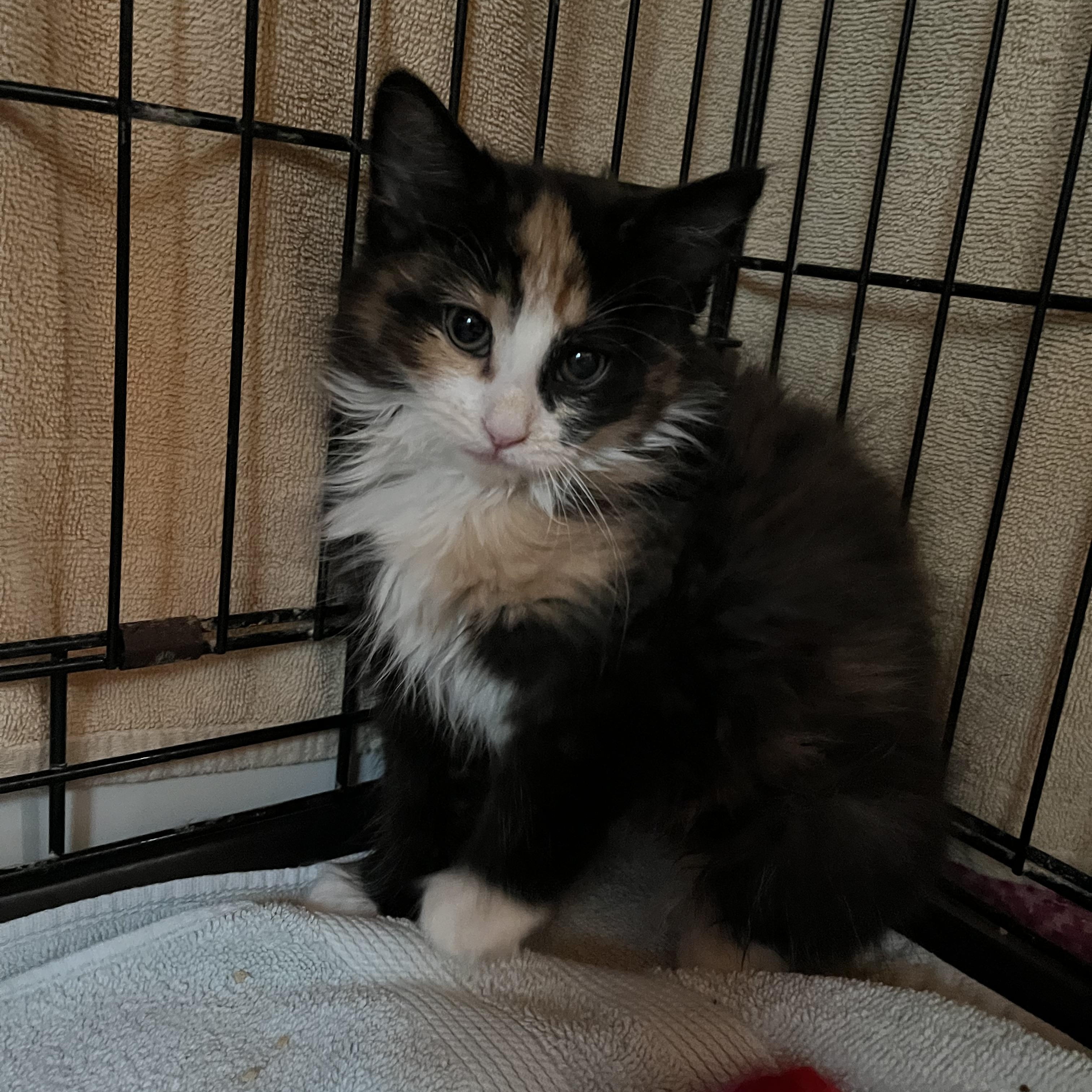 Enlarge Princess, an adopted Domestic Medium Hair in Salisbury, MA image 6/6