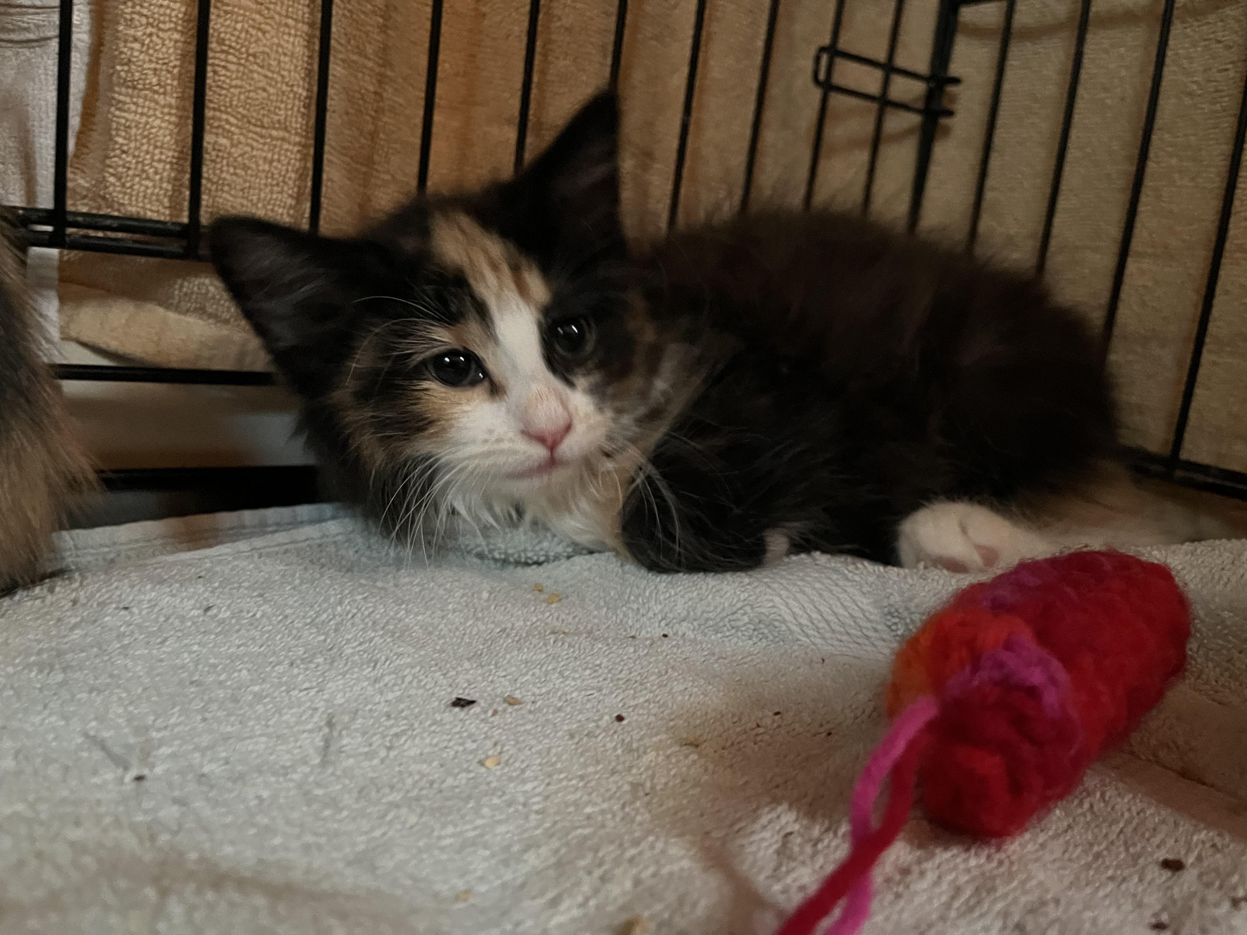 Enlarge Princess, an adopted Domestic Medium Hair in Salisbury, MA image 2/6