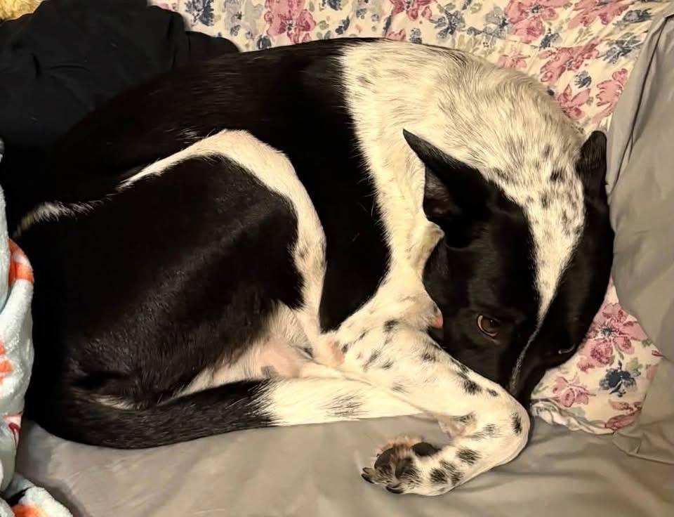 Enlarge Boozie, a Adoptable mixed breed in Bradenton, FL image 1/3