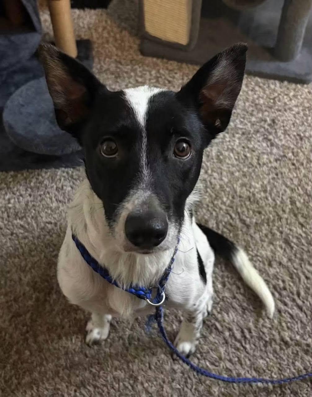 Enlarge Boozie, a Adoptable mixed breed in Bradenton, FL image 2/3