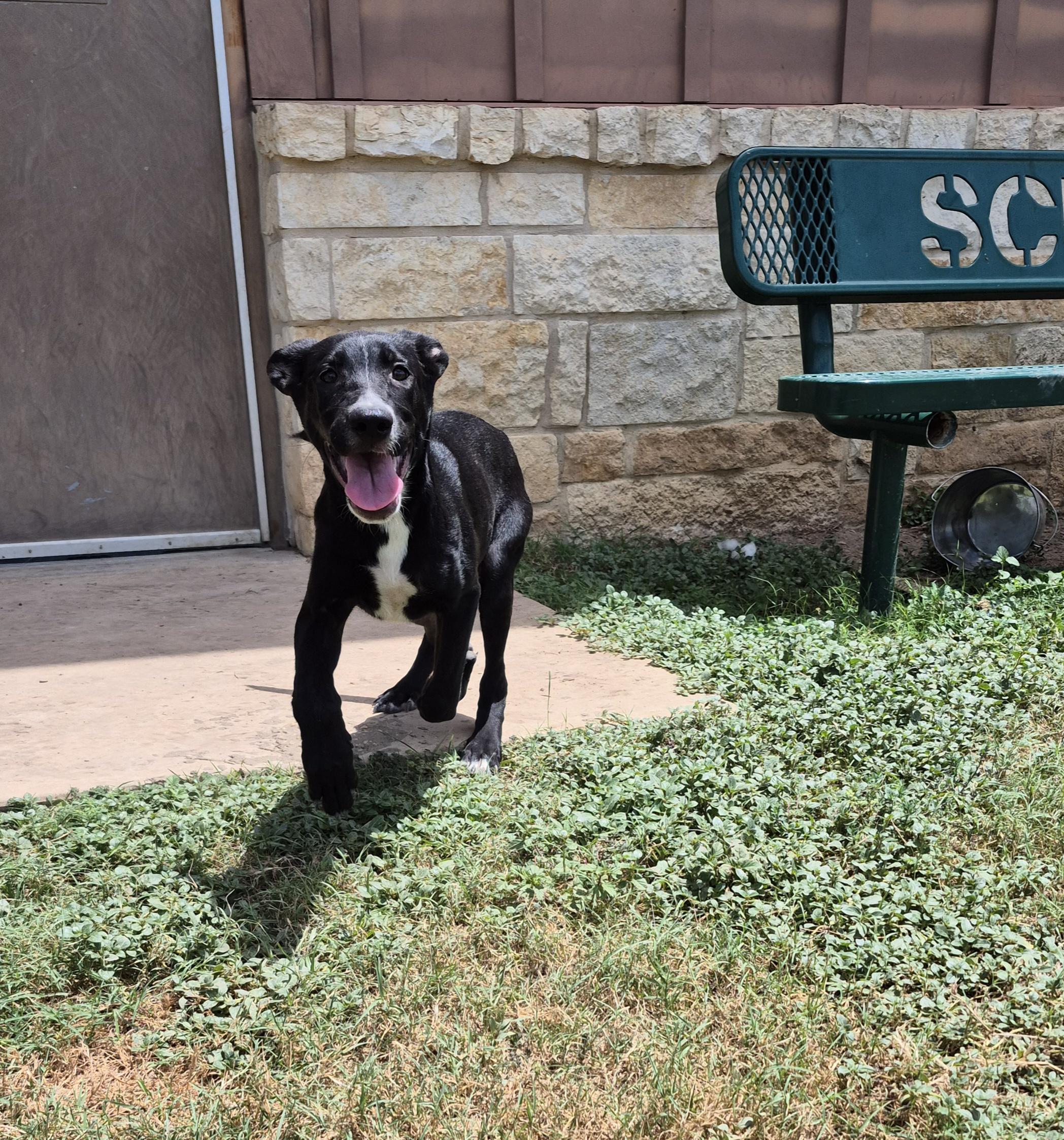 Enlarge Sid, a ADOPTABLE mixed breed in Schertz, TX image 3/4
