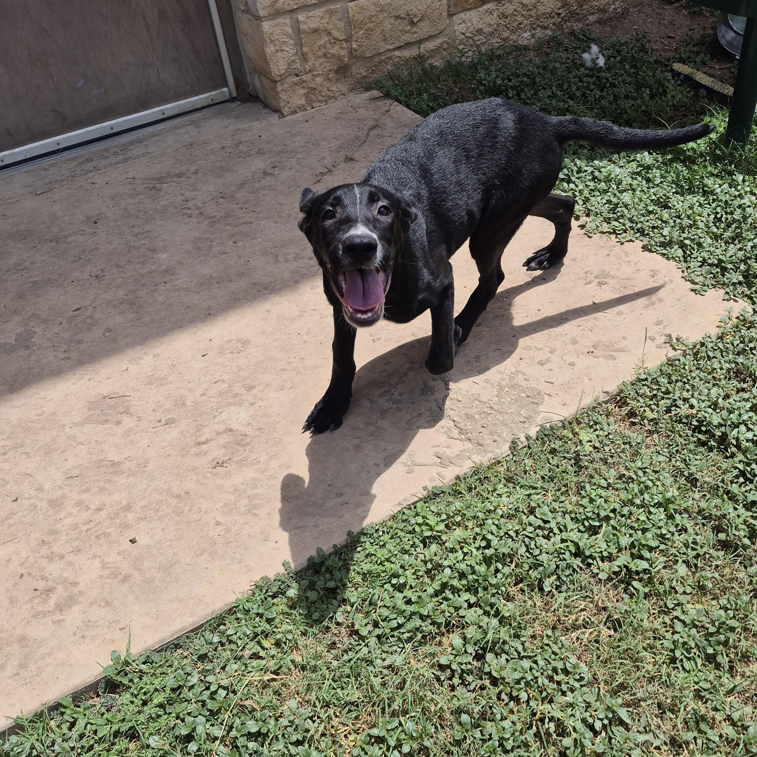 Enlarge Sid, a ADOPTABLE mixed breed in Schertz, TX image 2/4