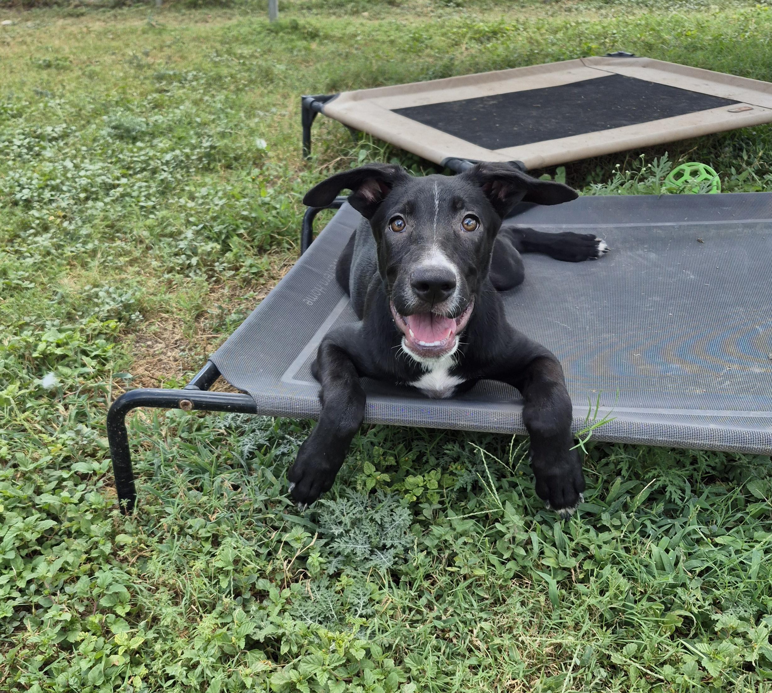 Sid, ADOPTABLE, Young Male Shepherd.
