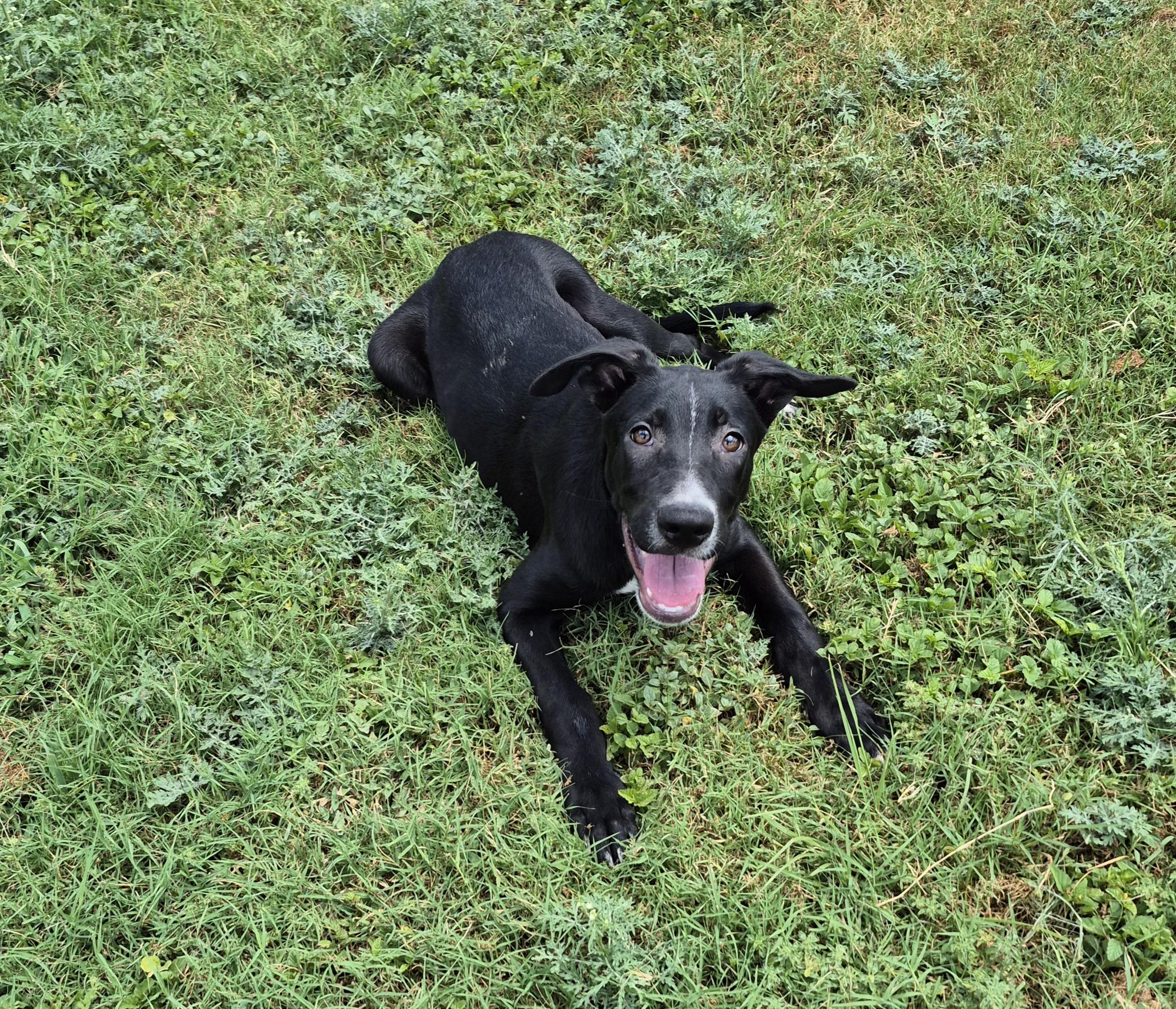 Enlarge Sid, a ADOPTABLE mixed breed in Schertz, TX image 4/4