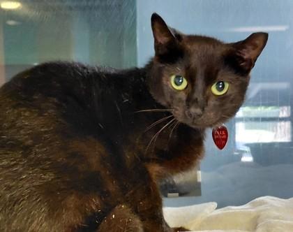 Curly, Adoptable, Adult Male Domestic Short Hair.