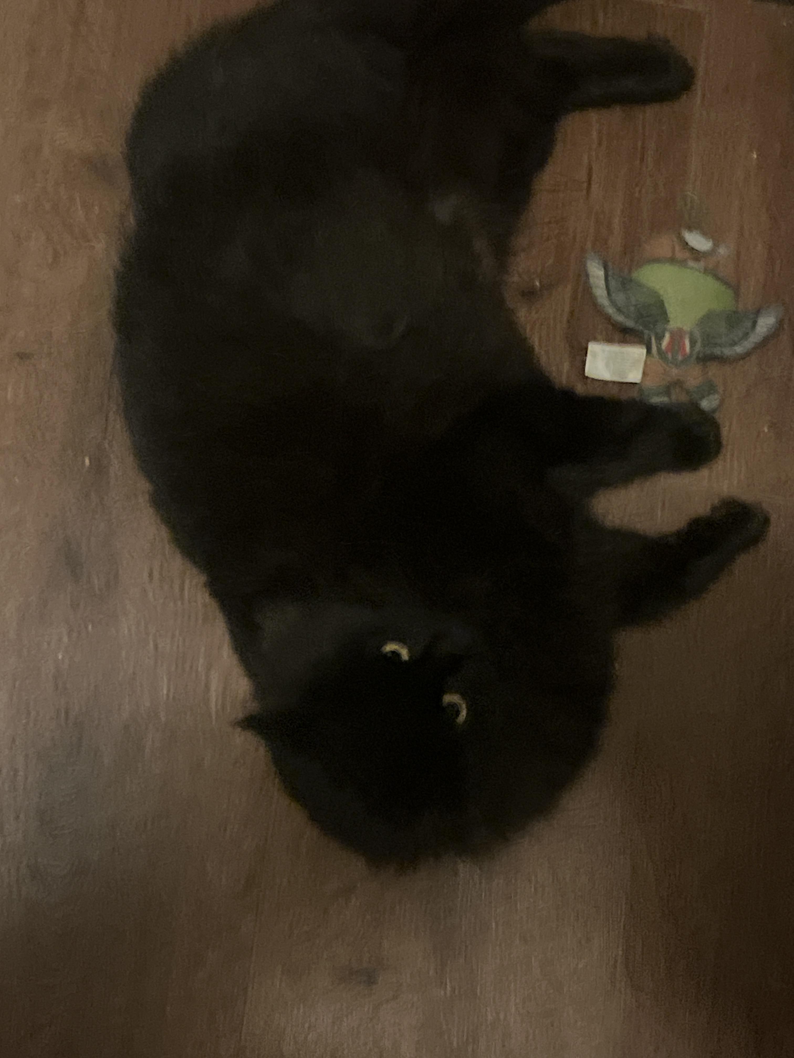 Enlarge Little Bit, a ADOPTABLE mixed breed in Marysville, WA image 2/2