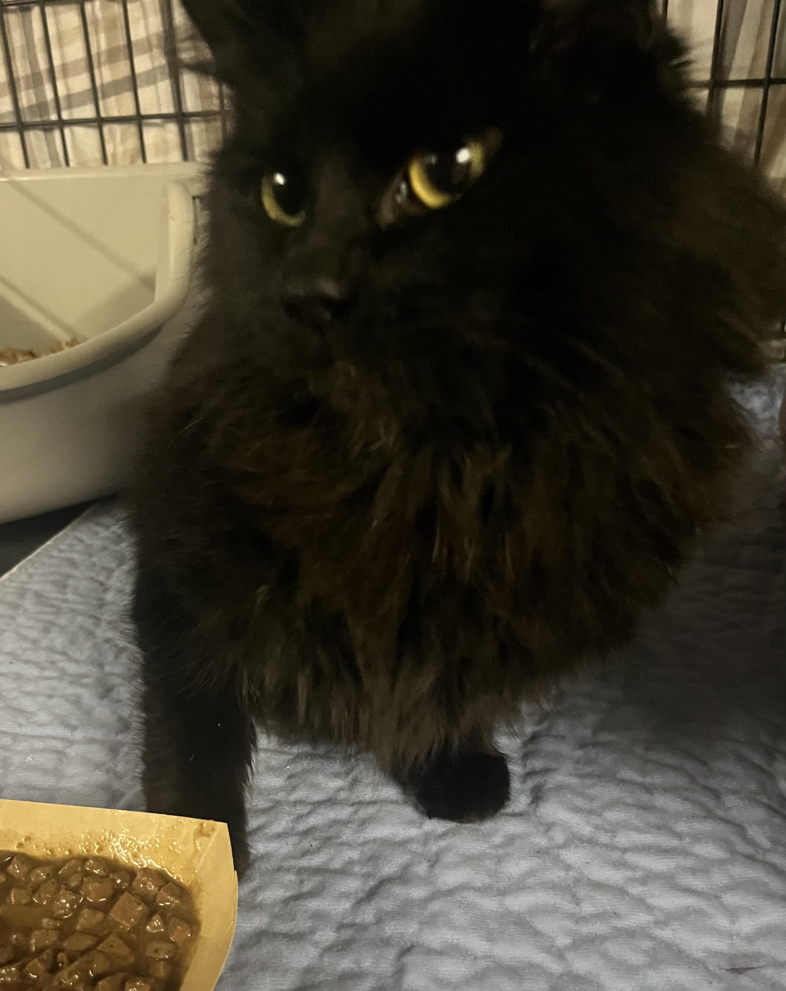 Little Bit, ADOPTABLE, Adult Female Domestic Medium Hair.