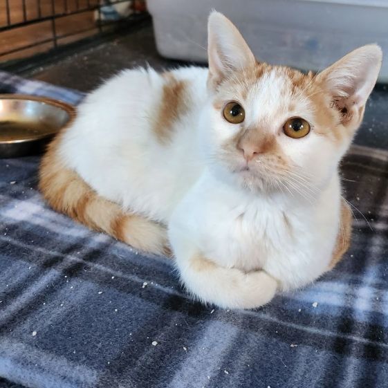 Sunkist, Adopted, Kitten Female American Shorthair.