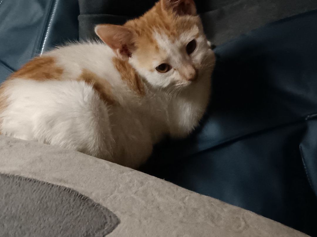 Enlarge Sunkist, a Adopted American Shorthair in Fort Worth, TX image 2/4