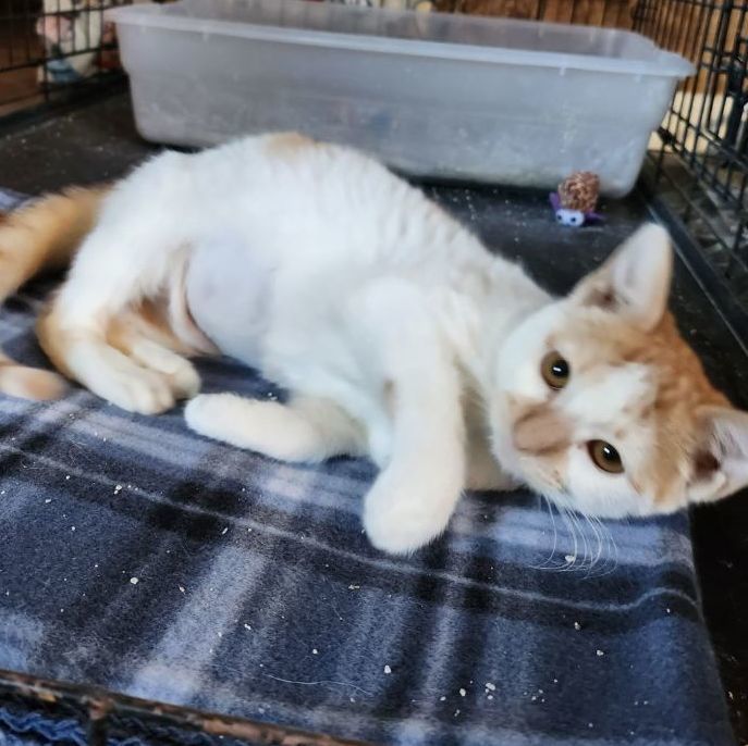Enlarge Sunkist, a Adopted American Shorthair in Fort Worth, TX image 3/4