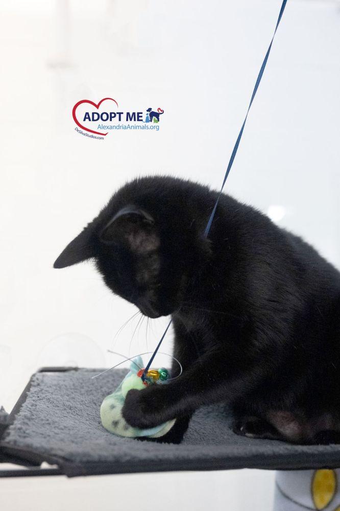 Jiji, Adoptable, Adult Female Domestic Short Hair.