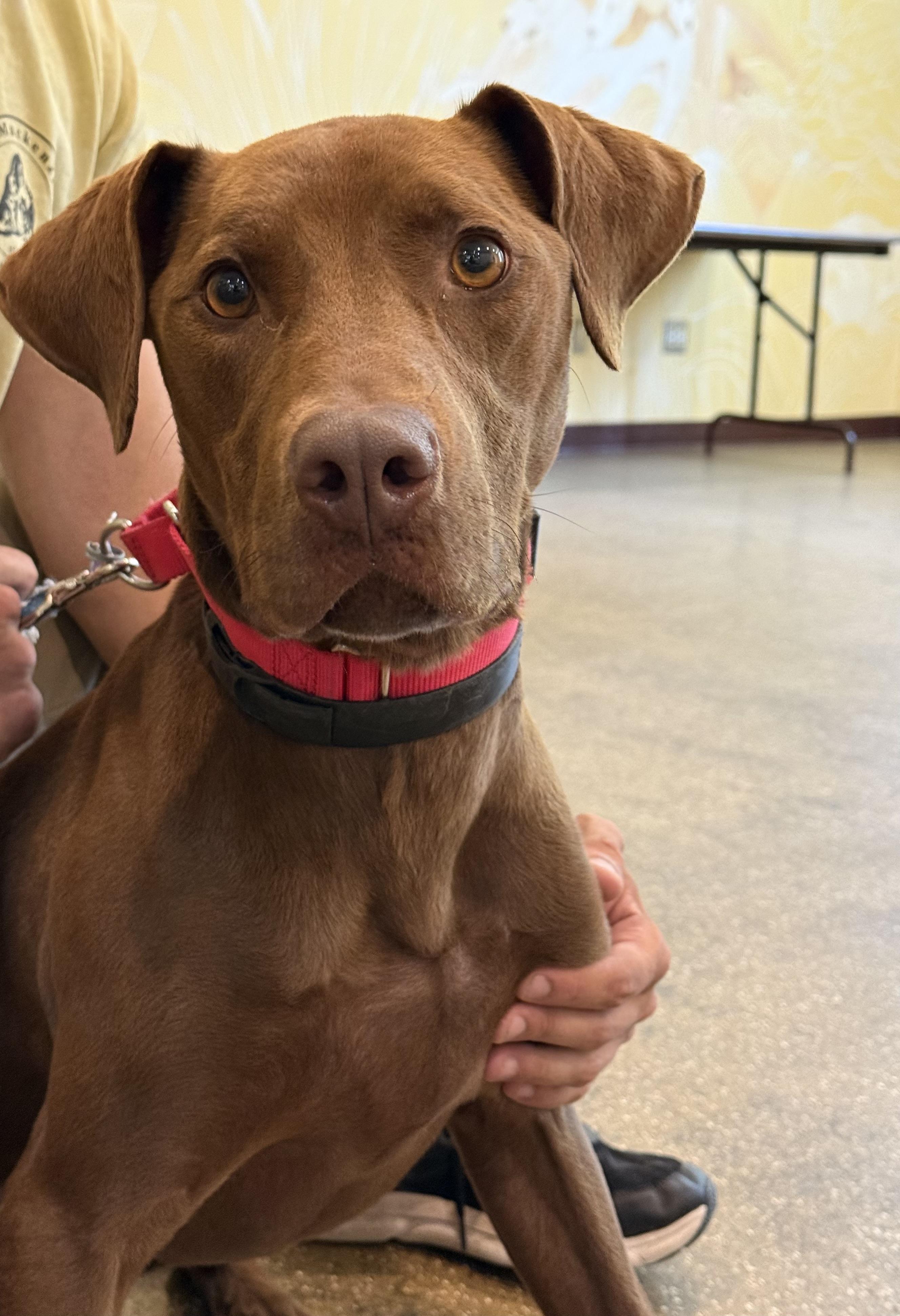 Enlarge Bowser, a ADOPTABLE mixed breed in Brownsville, VT image 1/1