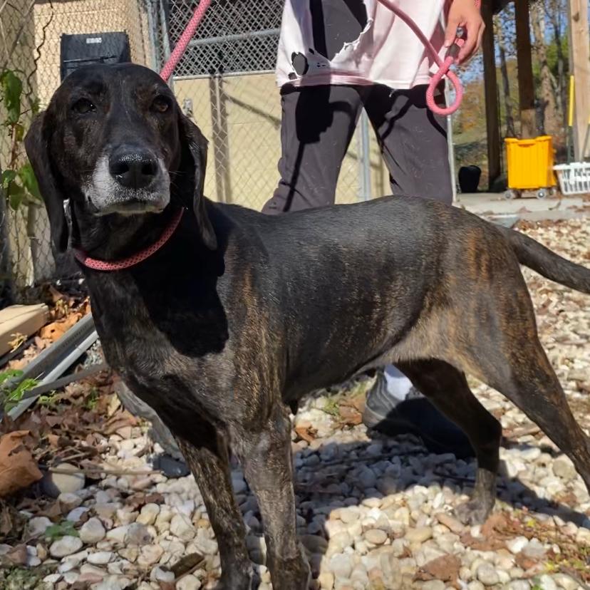 Enlarge Ethel, a Adoptable mixed breed in Caryville, TN image 1/5