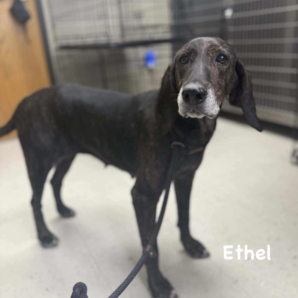 Enlarge Ethel, a Adoptable mixed breed in Caryville, TN image 3/5