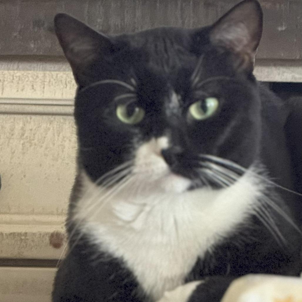 Jackpot, Adoptable, Adult Male Domestic Short Hair.