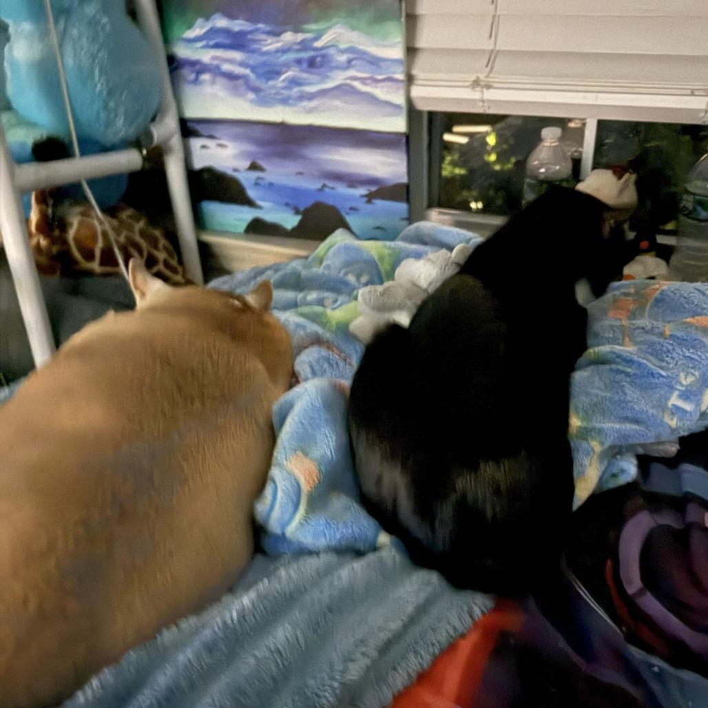 Enlarge Jackpot, a Adoptable Domestic Short Hair in Wakefield, MA image 2/4