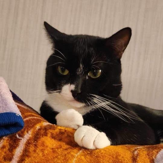 Enlarge Jackpot, a Adoptable Domestic Short Hair in Wakefield, MA image 3/4