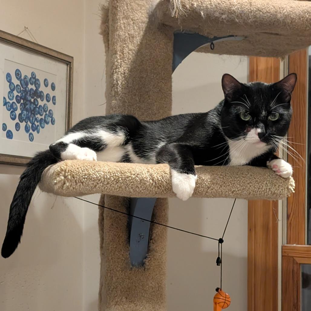 Enlarge Jackpot, a Adoptable Domestic Short Hair in Wakefield, MA image 4/4