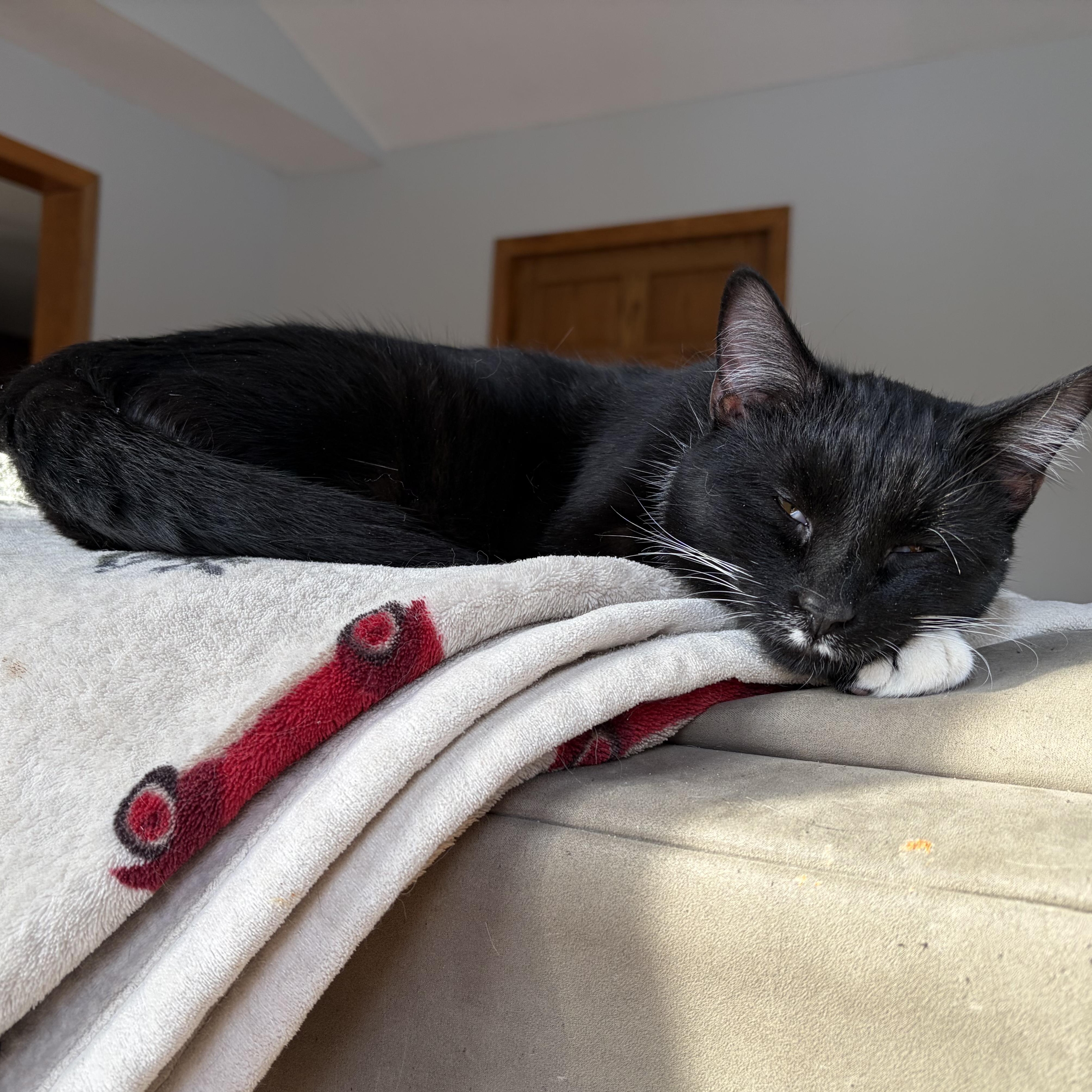 Enlarge Sunshine, an adopted Domestic Short Hair in New Market, MN image 2/4