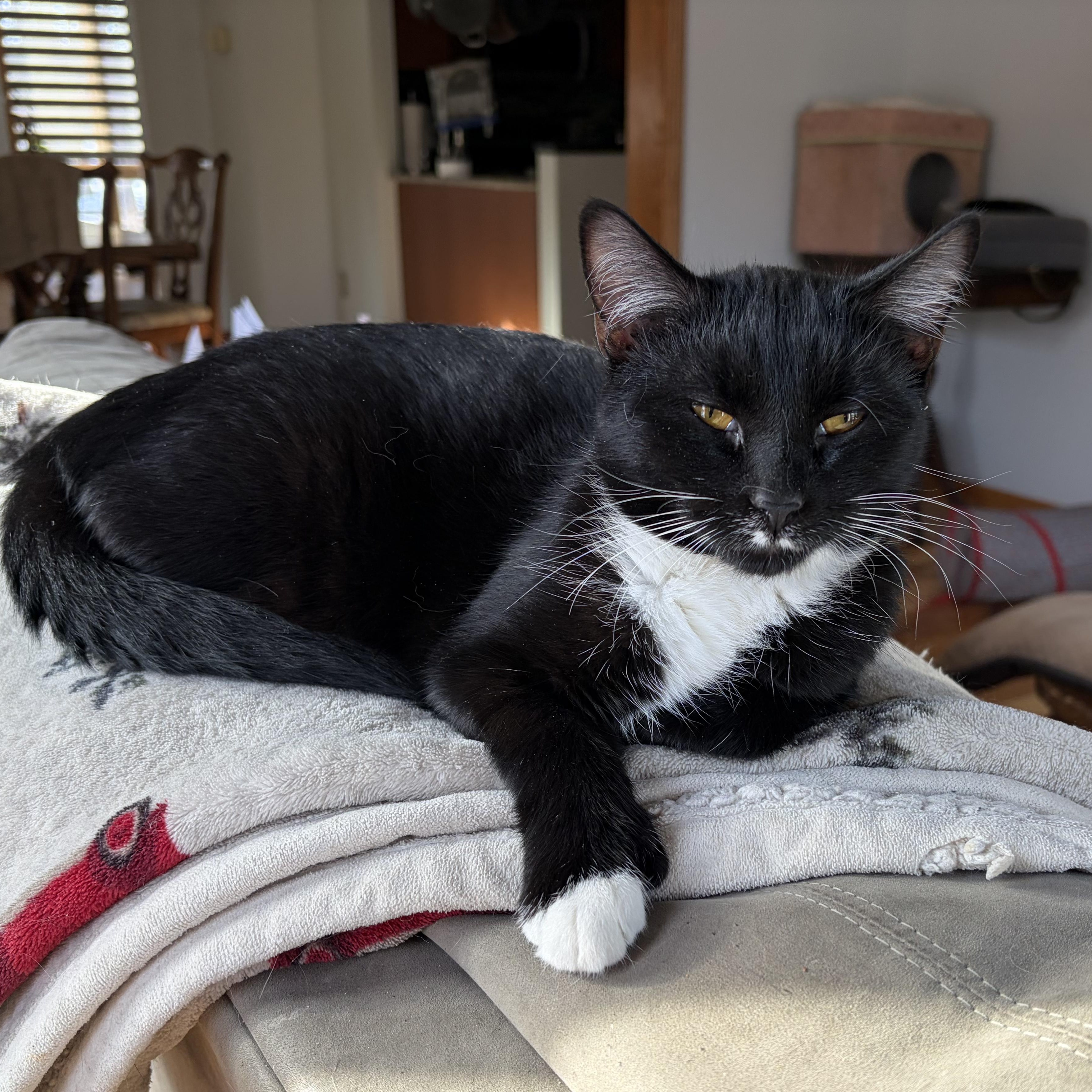 Enlarge Sunshine, an adopted Domestic Short Hair in New Market, MN image 1/4