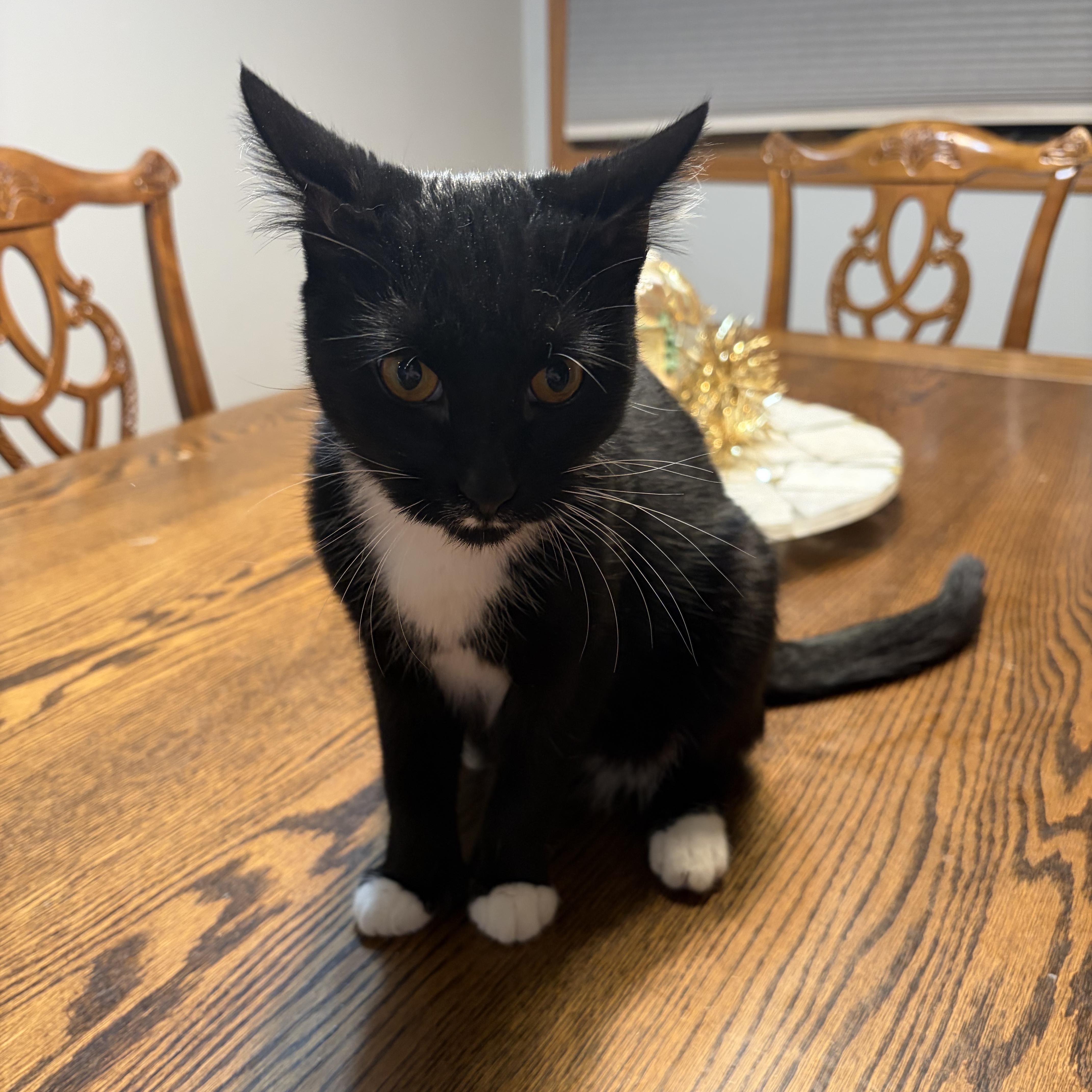 Enlarge Sunshine, an adopted Domestic Short Hair in New Market, MN image 3/4