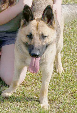 Enlarge NATE, a Adoptable German Shepherd Dog in Preston, CT image 1/6